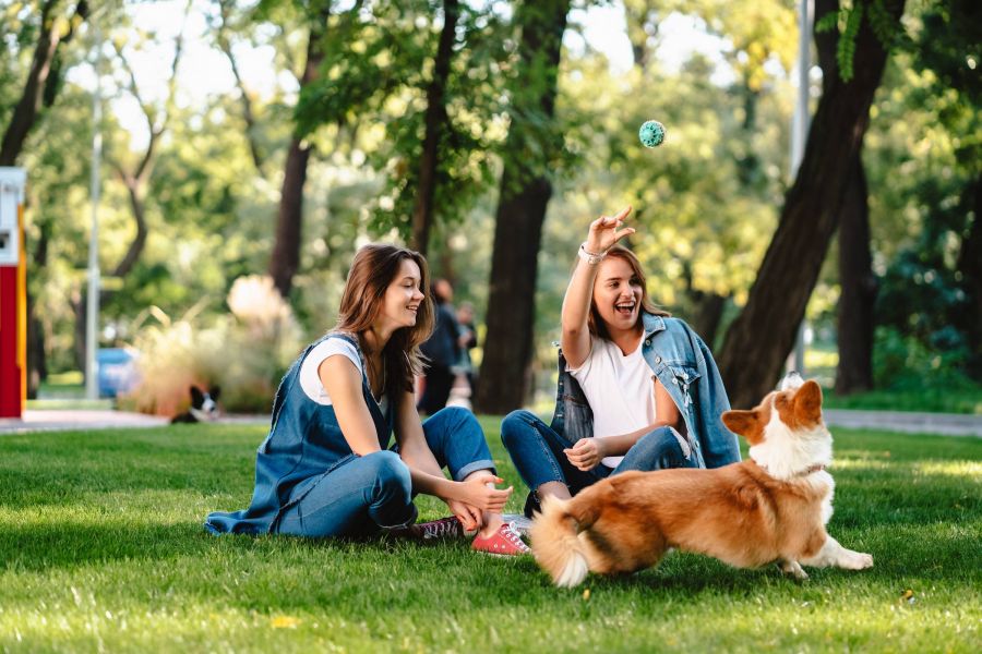 Two young women playing fetch with a corgi dog in a sunny park, surrounded by green grass and trees.