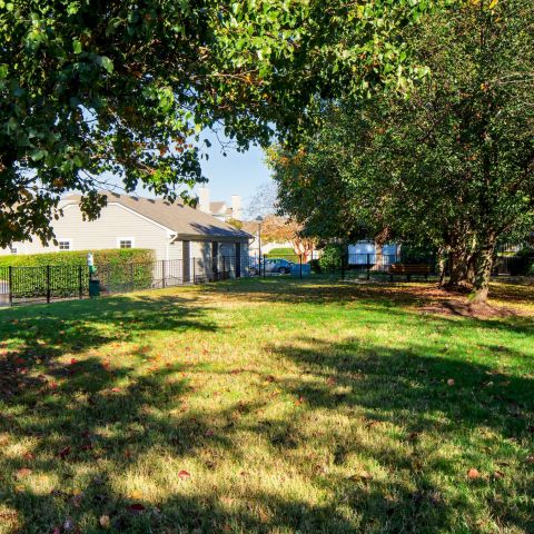 A sunny grassy yard with trees, houses, and a parked car in the background.