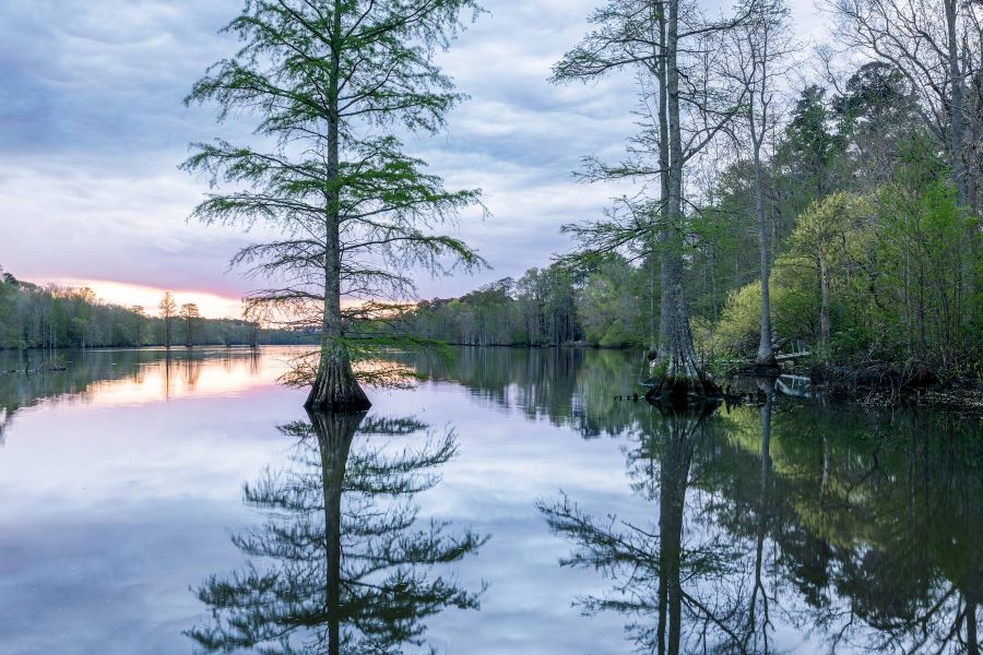 Tall trees reflected in a calm lake at sunset, with a cloudy sky and green foliage along the shore.