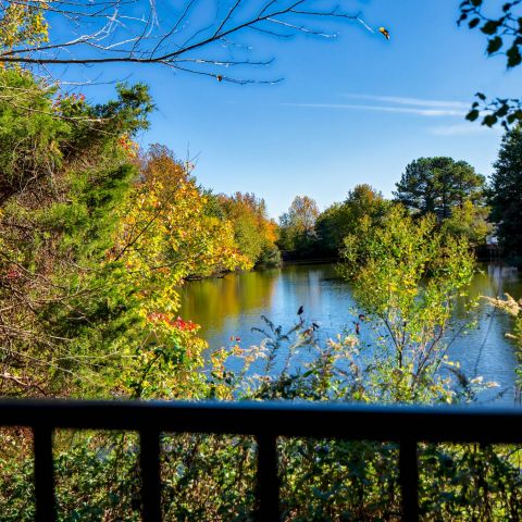 View of a peaceful pond surrounded by trees with autumn foliage under a clear blue sky.