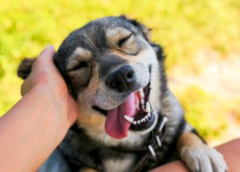 A happy dog with closed eyes is being petted, smiling with its tongue out on a sunny day.