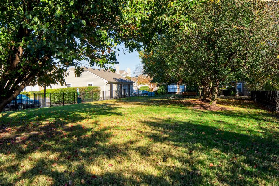 A sunny grassy yard with trees, houses, and a parked car in the background.